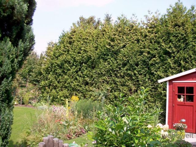 Blick in den Garten
